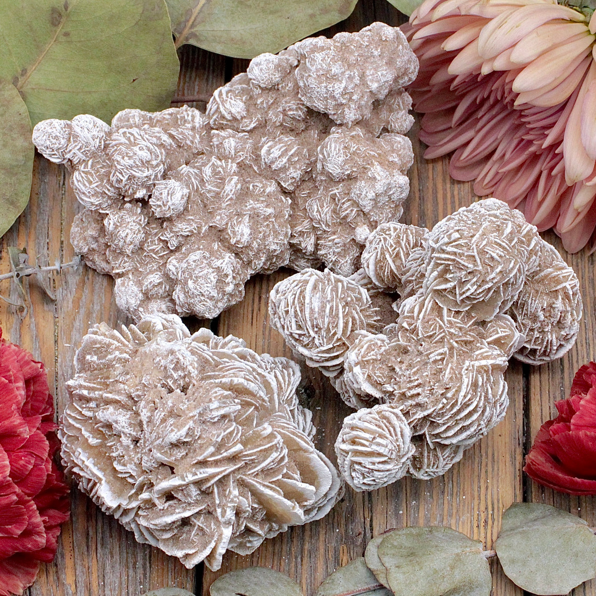 Desert Rose Selenite Cluster