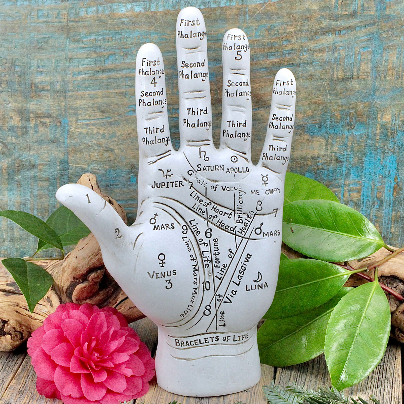 Palmistry Hand