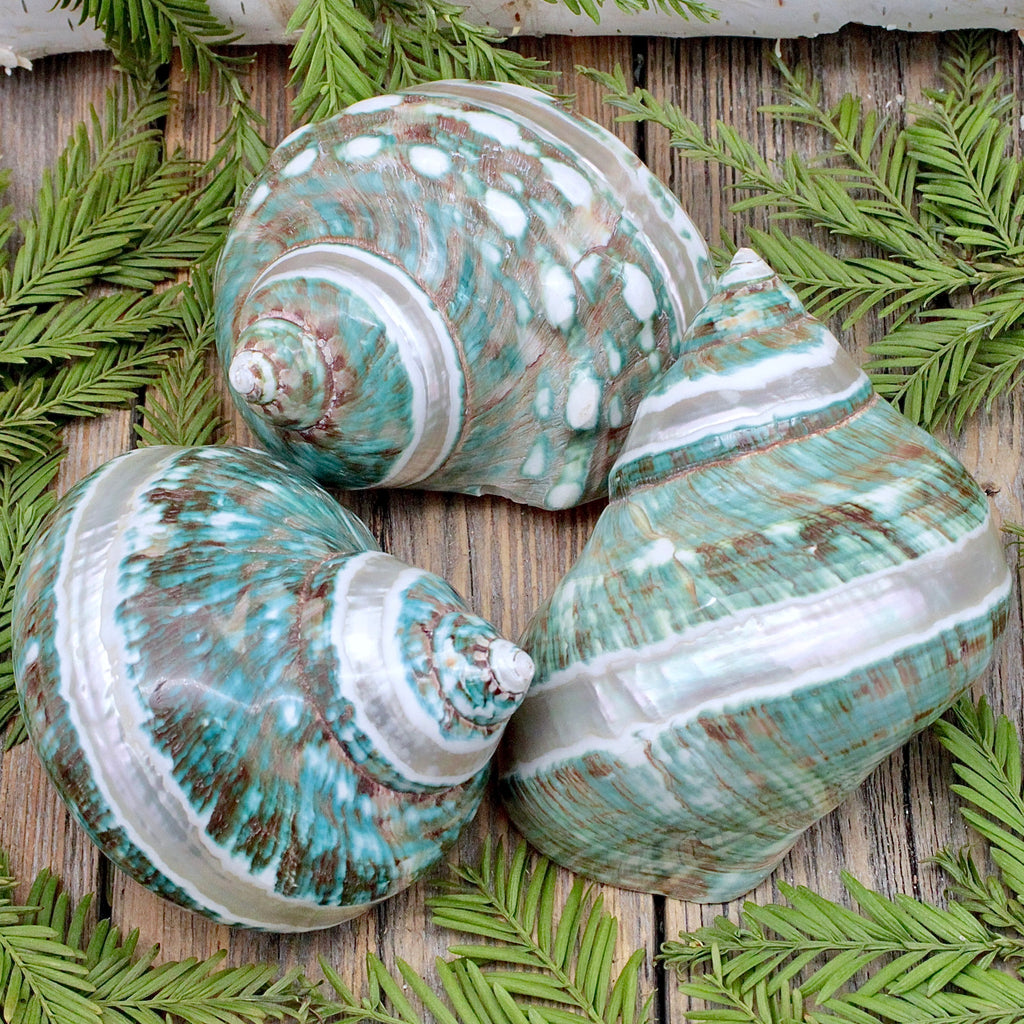 HELLOS ヘロス Snail Shelter（Charcoal Green） 71QWwz54e6L._UF350,350_QL50_.jpg