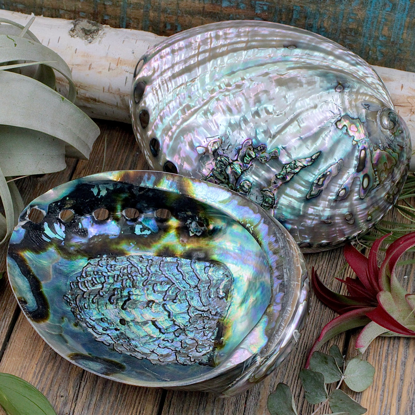 Polished Abalone Shell, with polished outer shell