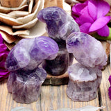 Amethyst Parrot