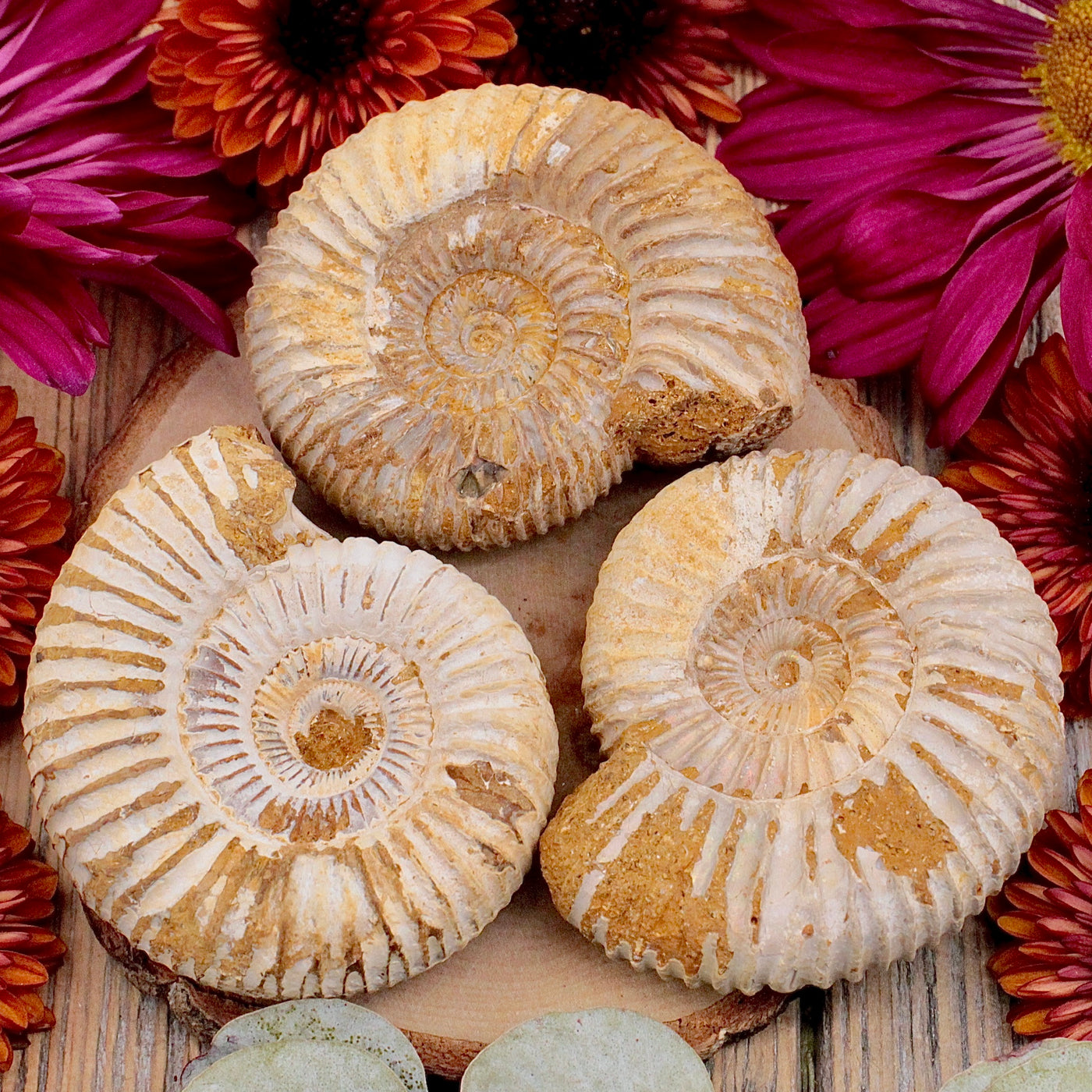 Ammonite Fossil - Small