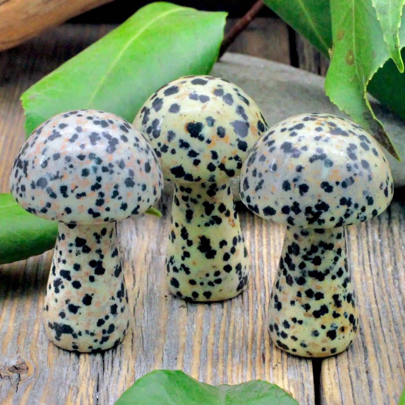 Dalmatian Jasper Mushroom