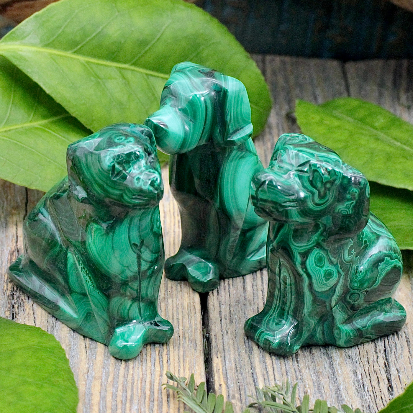 Malachite Dog