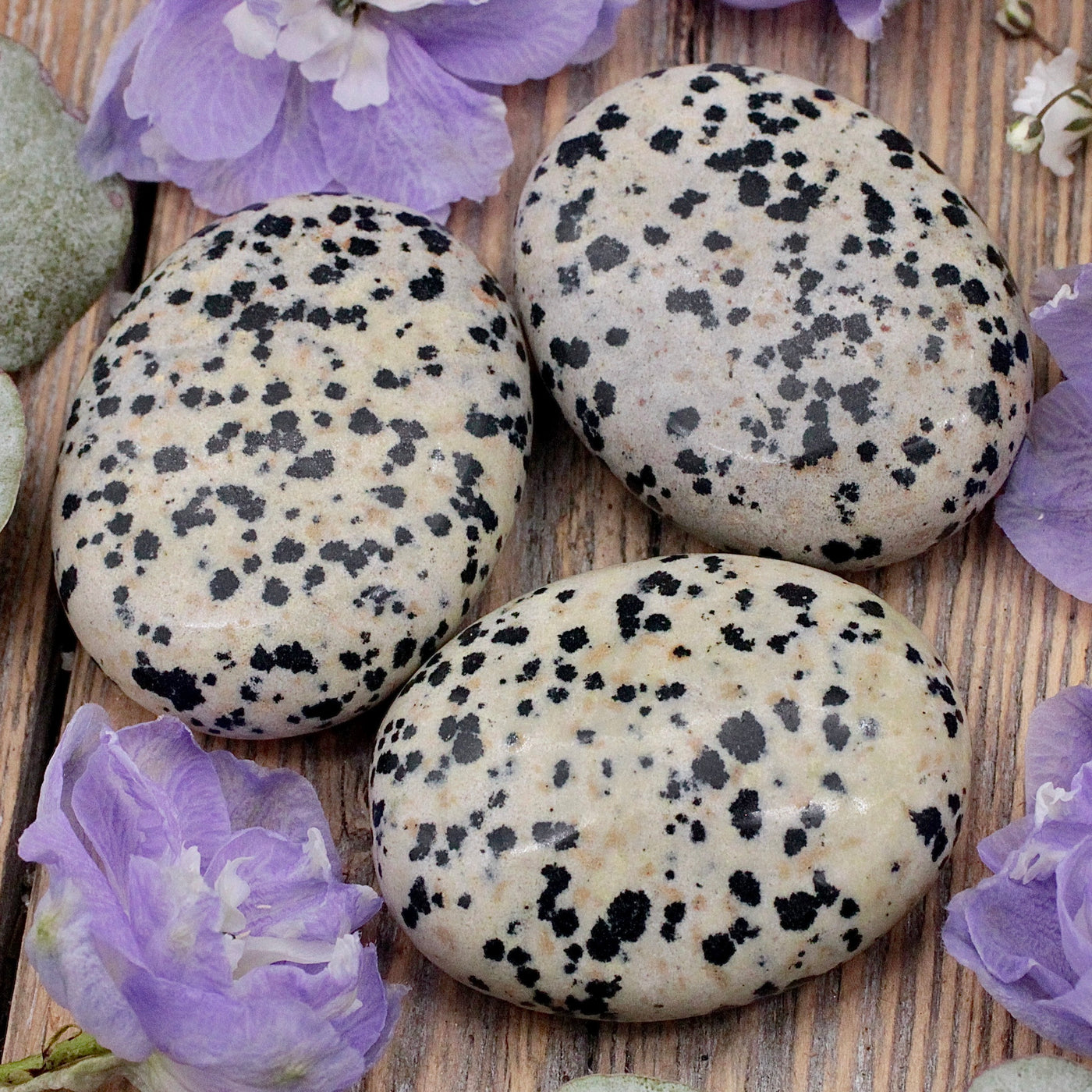 RC9769-Dalmatian-Jasper-Pocket-Stone