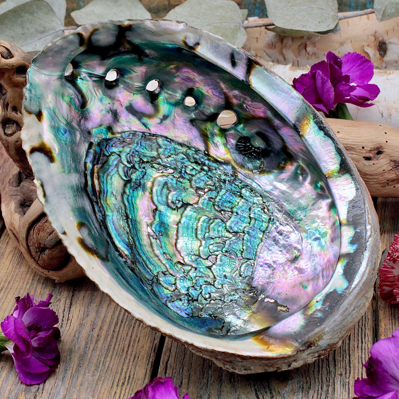RC9986-Abalone-Shell
