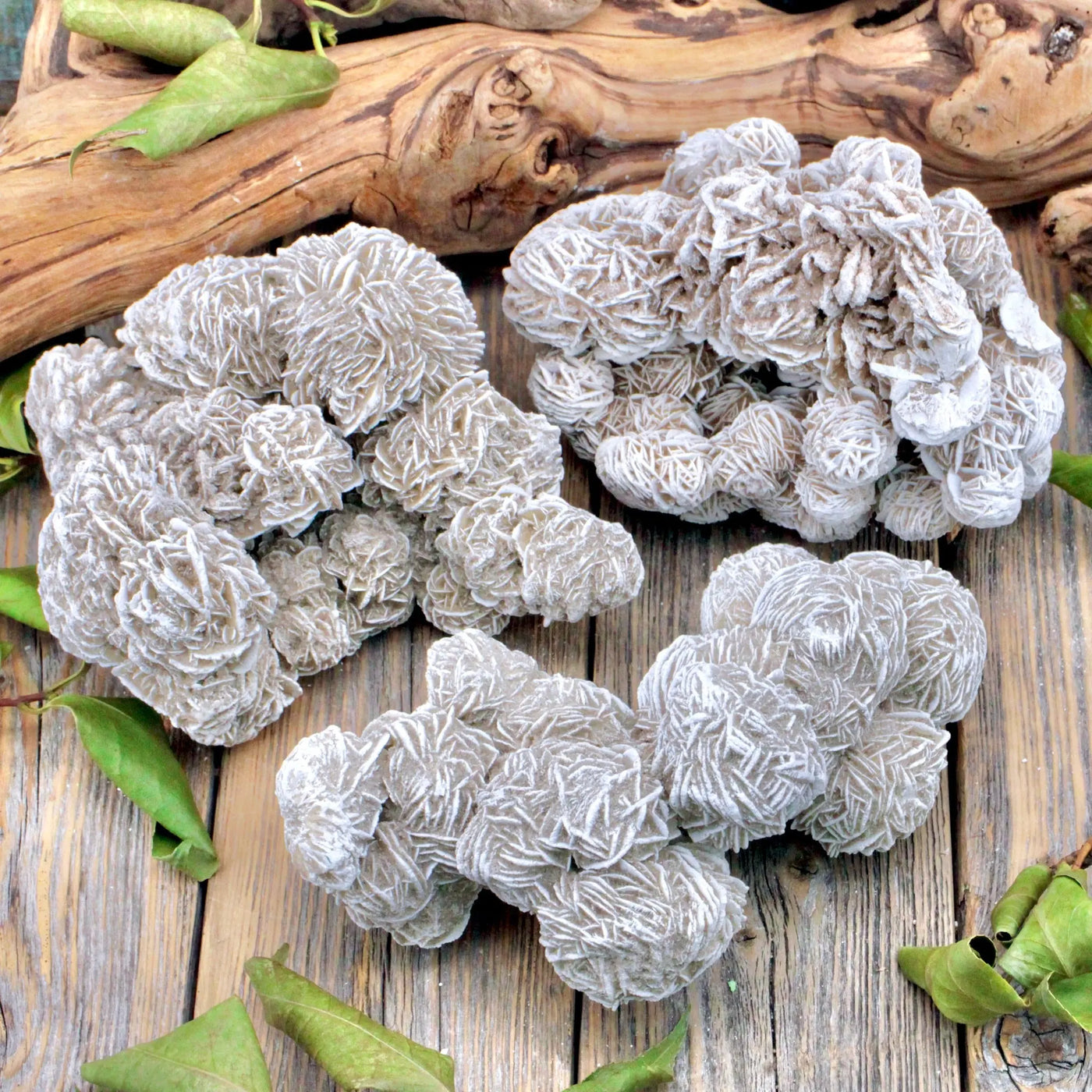 Desert Rose Selenite - Large